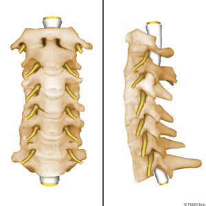 The-cervical-spine-consists-of-seven-cervical-vertebrae----C1-and-C2-have-unique-configurations----C3-to-C7-have-similar-anatomic-configurations--