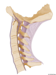 The-principal-ligaments-of-the-cervical-column-from-an-anterior-to-posterior-direction-are-the-anteriorlongitudinal-ligament--posteriorlongitudinal-ligament--annulus-fibrosis--ligamentum-flavum--interspinous-ligament--and-ligamentum-nuchae----